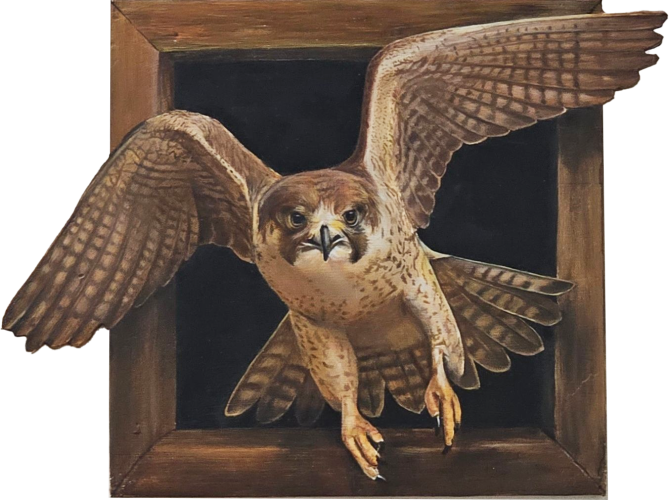 Flying Falcon