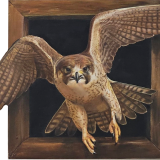 falcon-in-a-box-midres